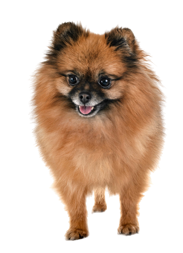 Spitz