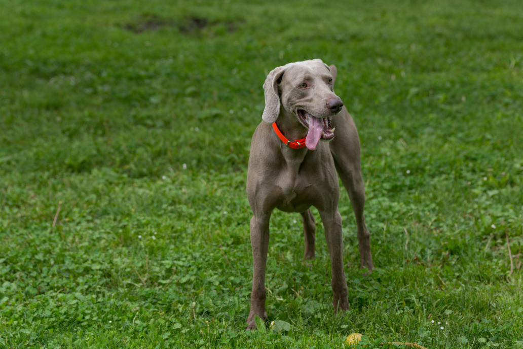 Weimaraner