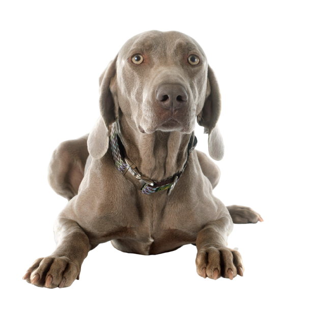Weimaraner