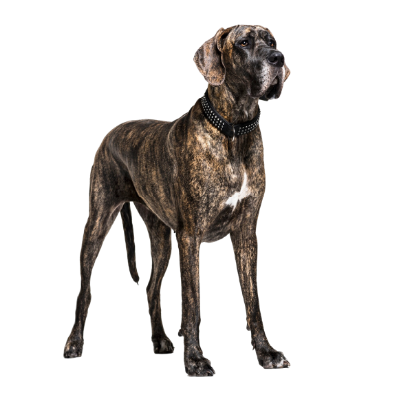 Great Dane