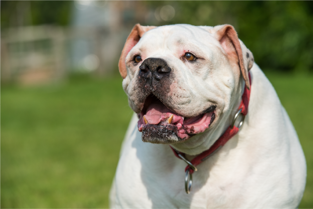buldogue americano