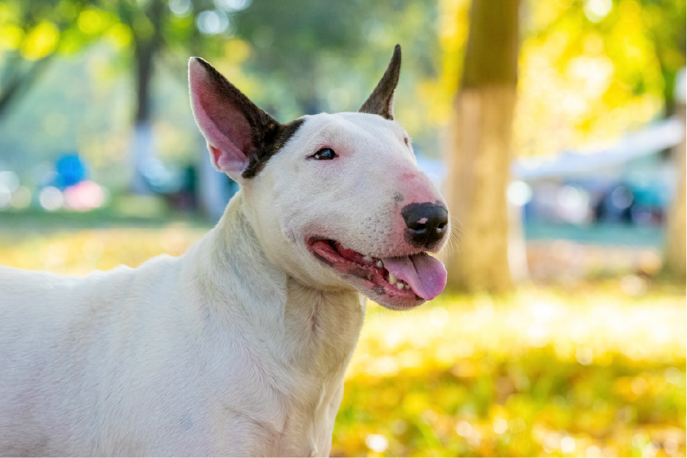 bull terrier