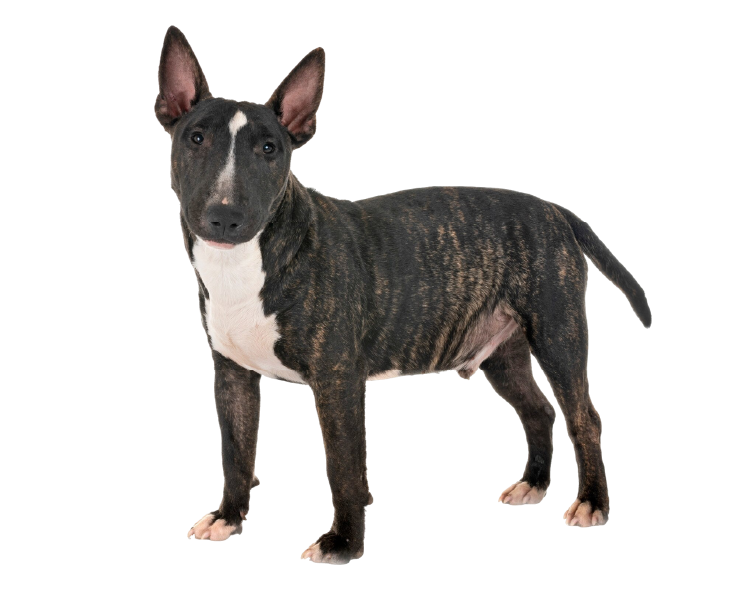 bull terrier