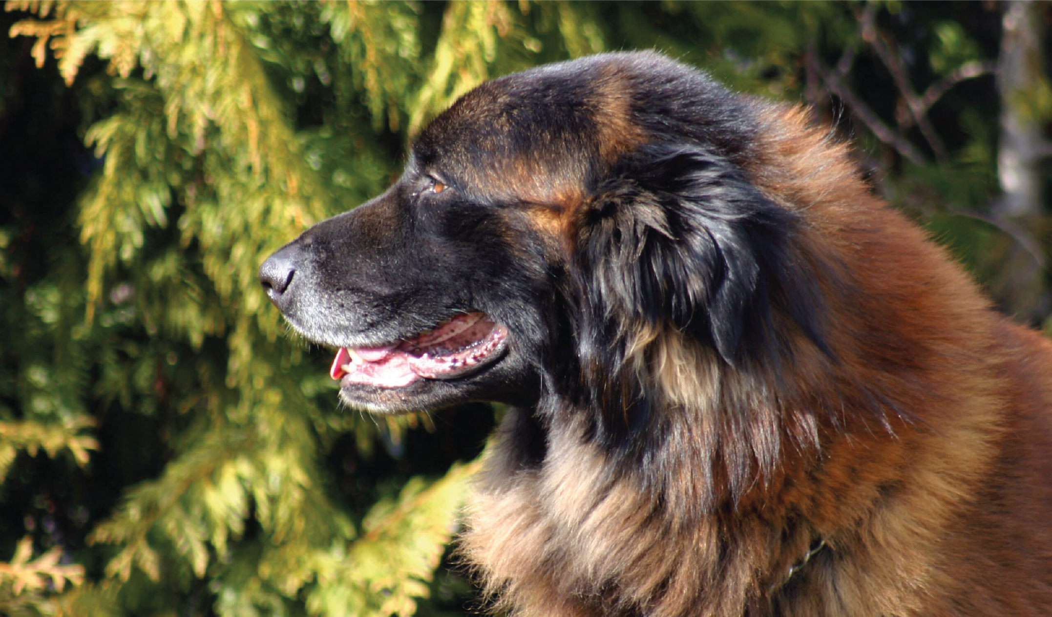 Cão da Serra da Estrela