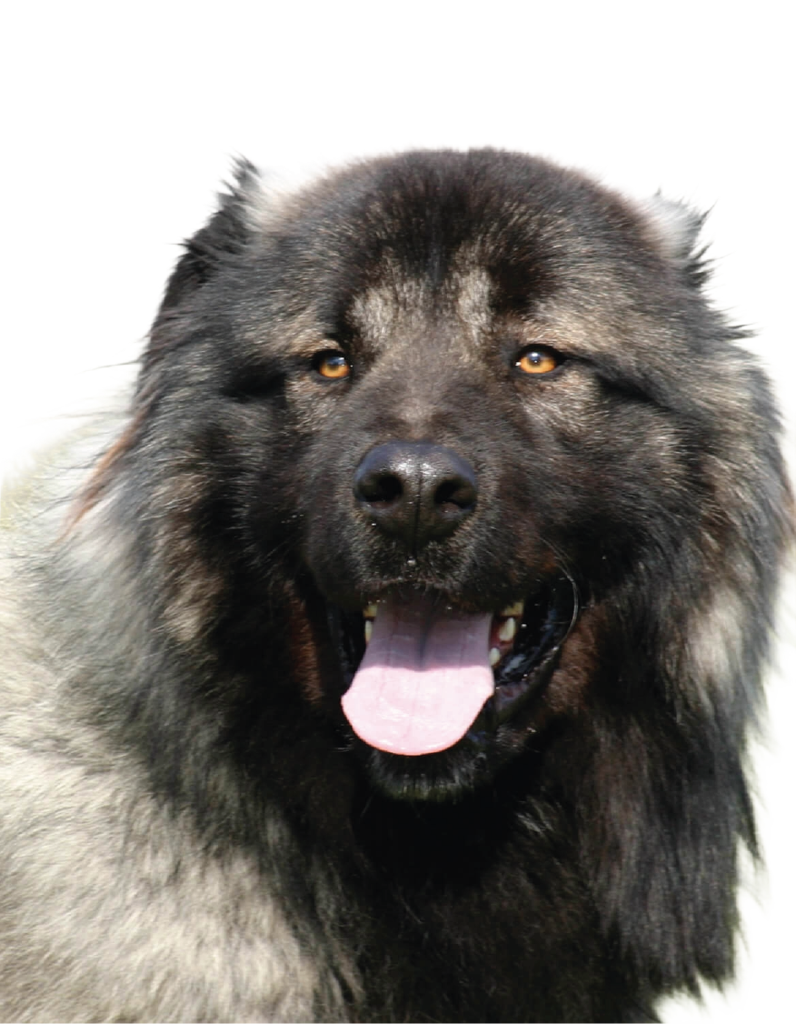 Cão da Serra da Estrela