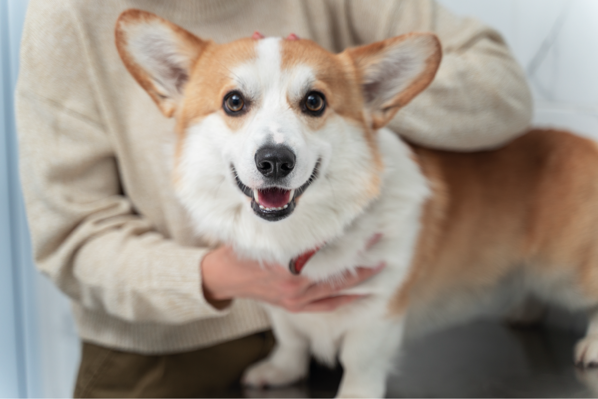 Corgi Cardigan