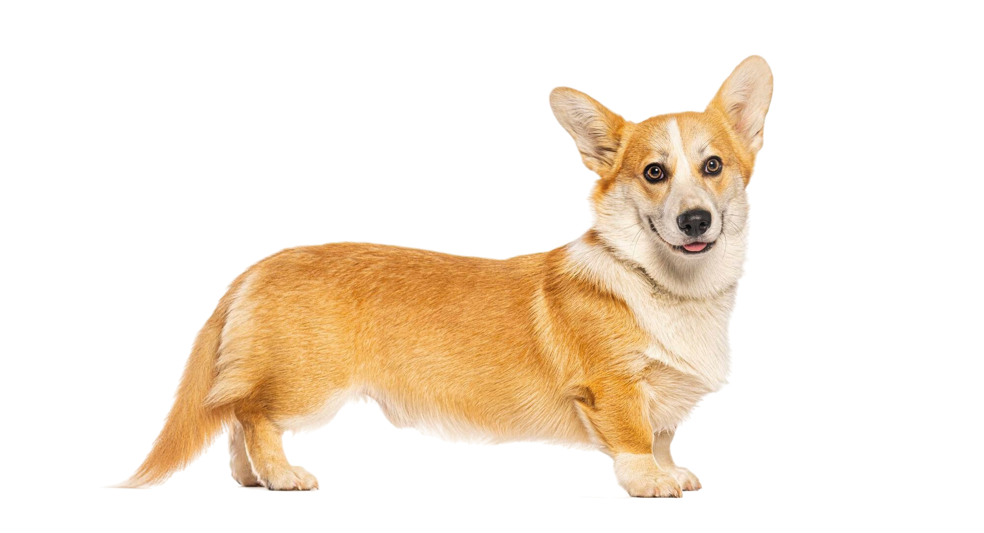 Corgi Cardigan