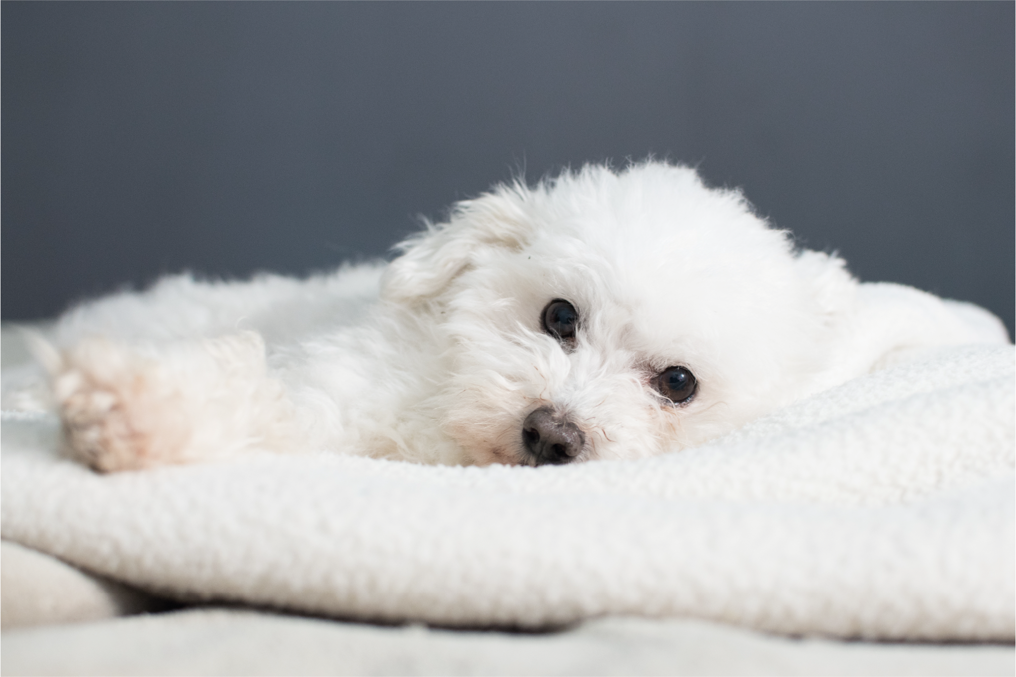 Coton de Tulear