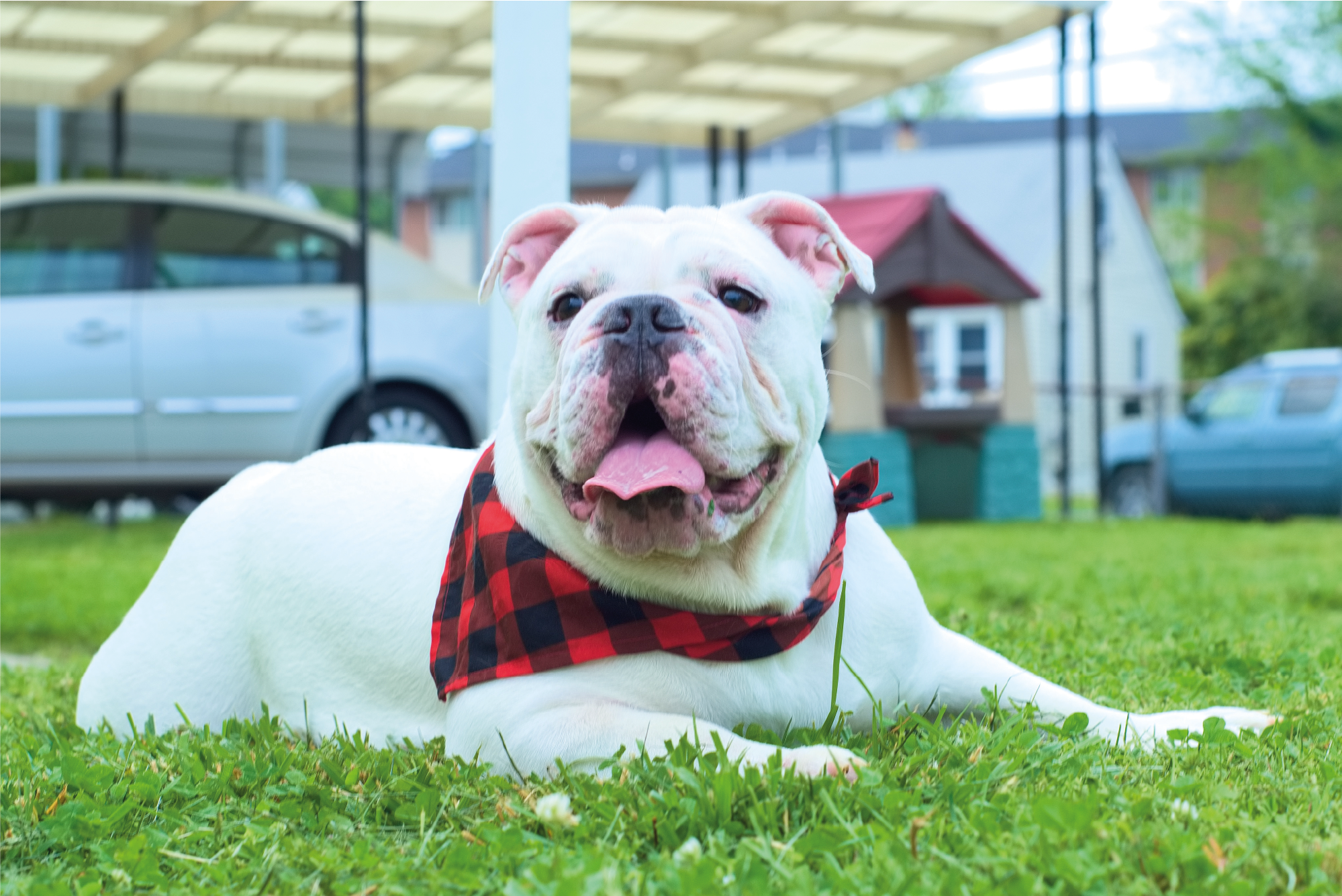 Dogo Argentino