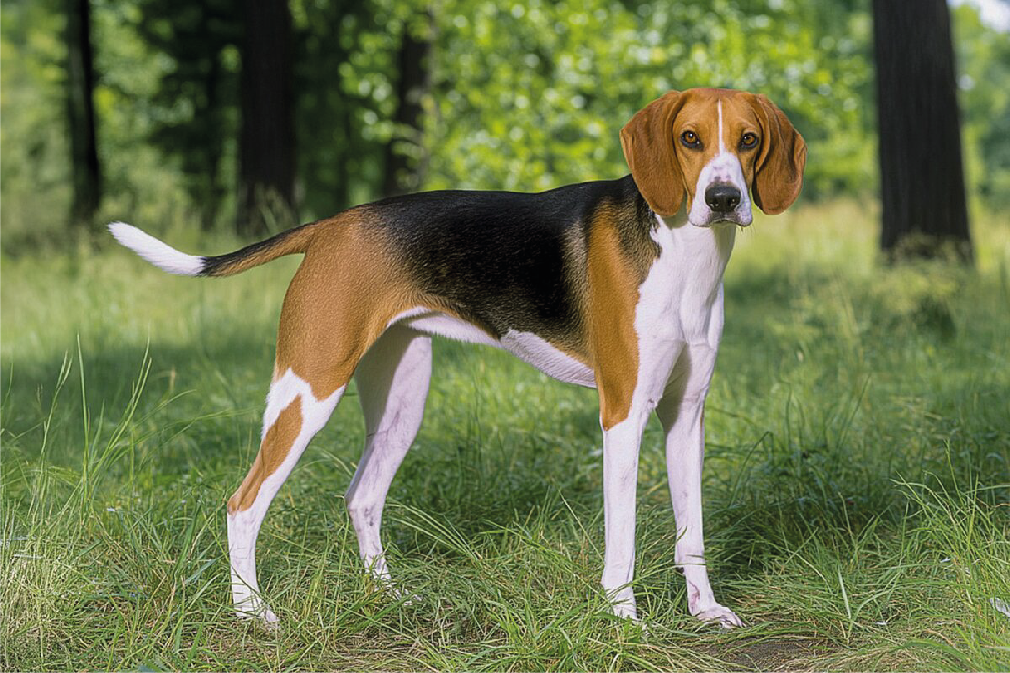 foxhound americano