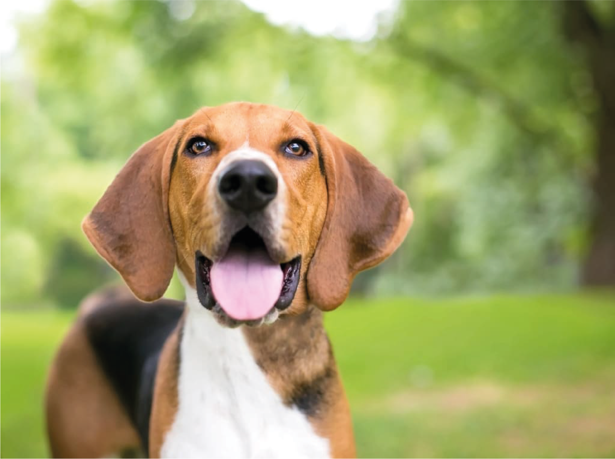 foxhound americano