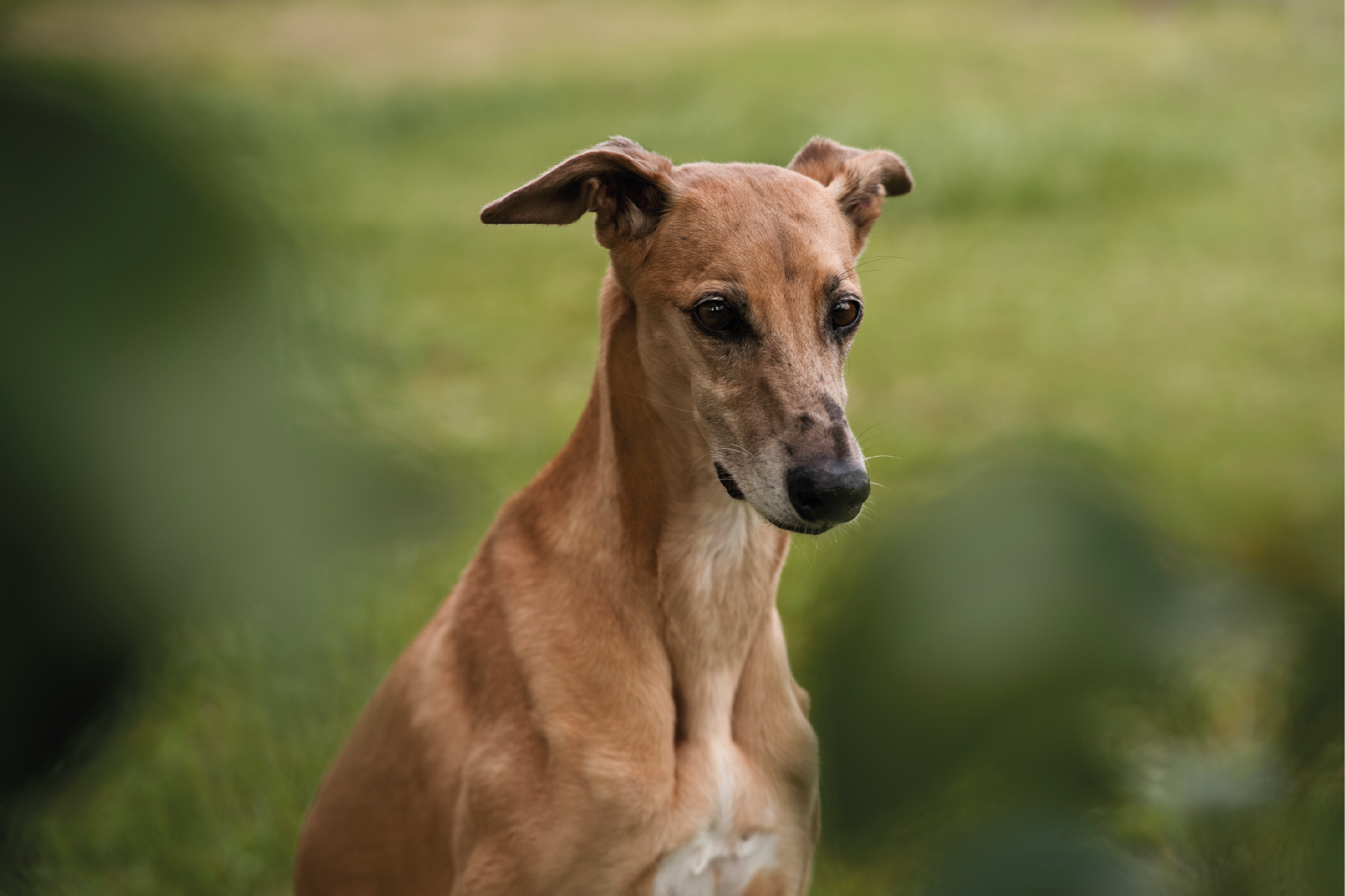 galgo espanhol