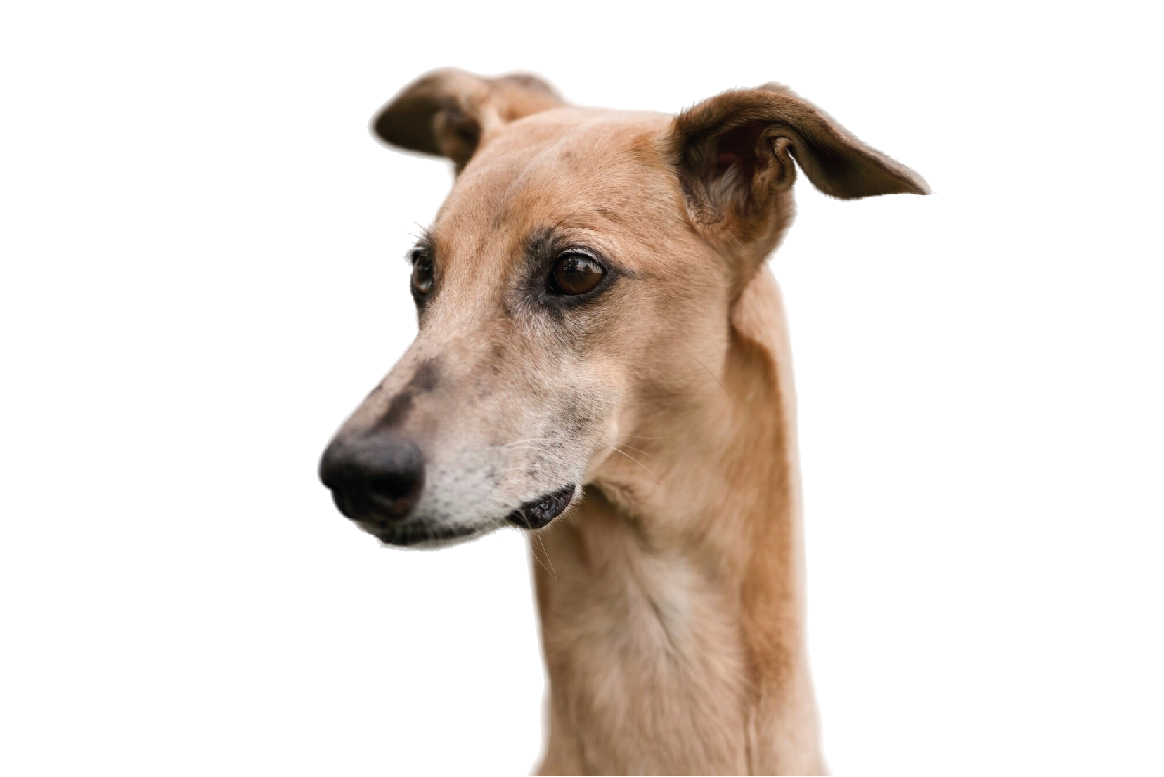 galgo espanhol