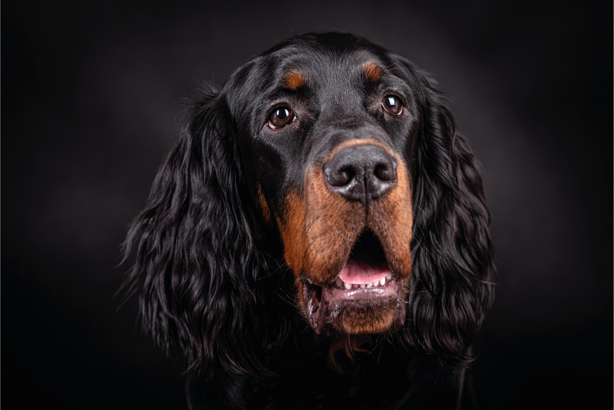 gordon setter