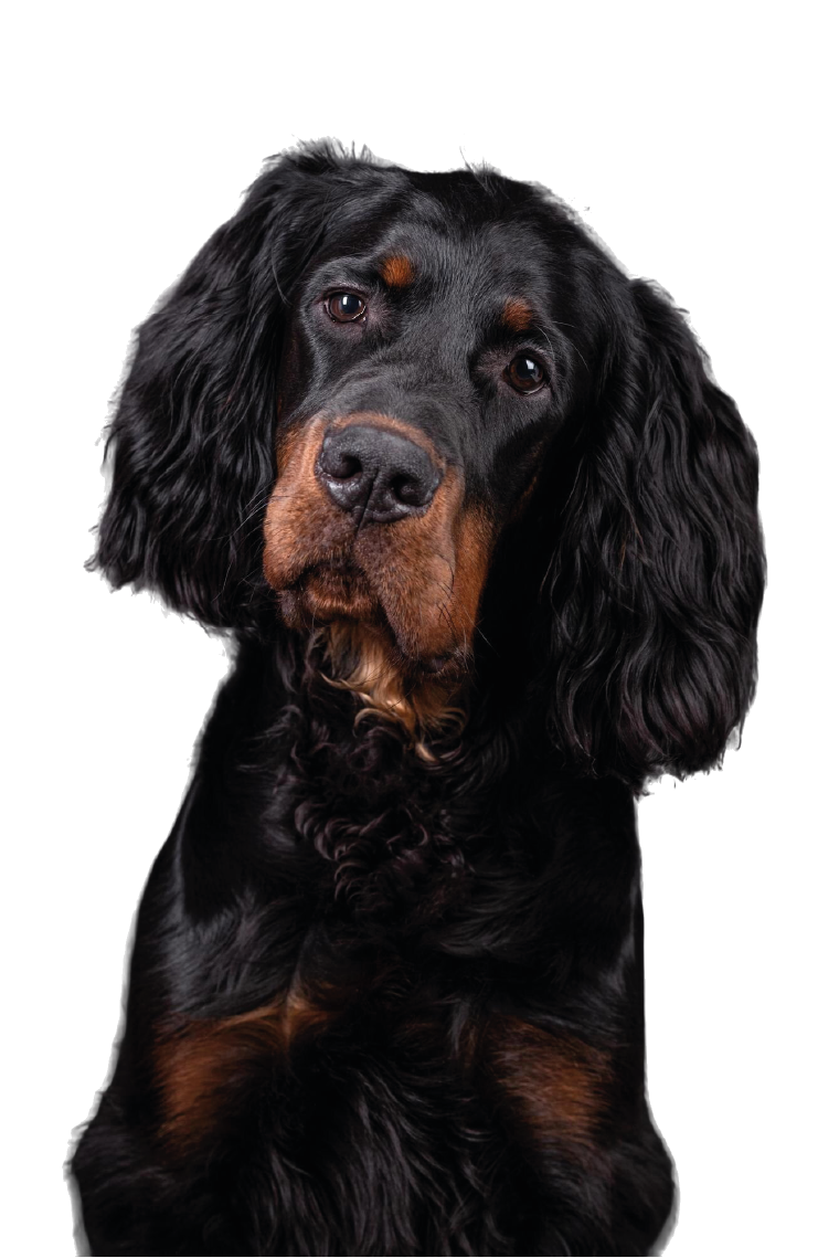 gordon setter