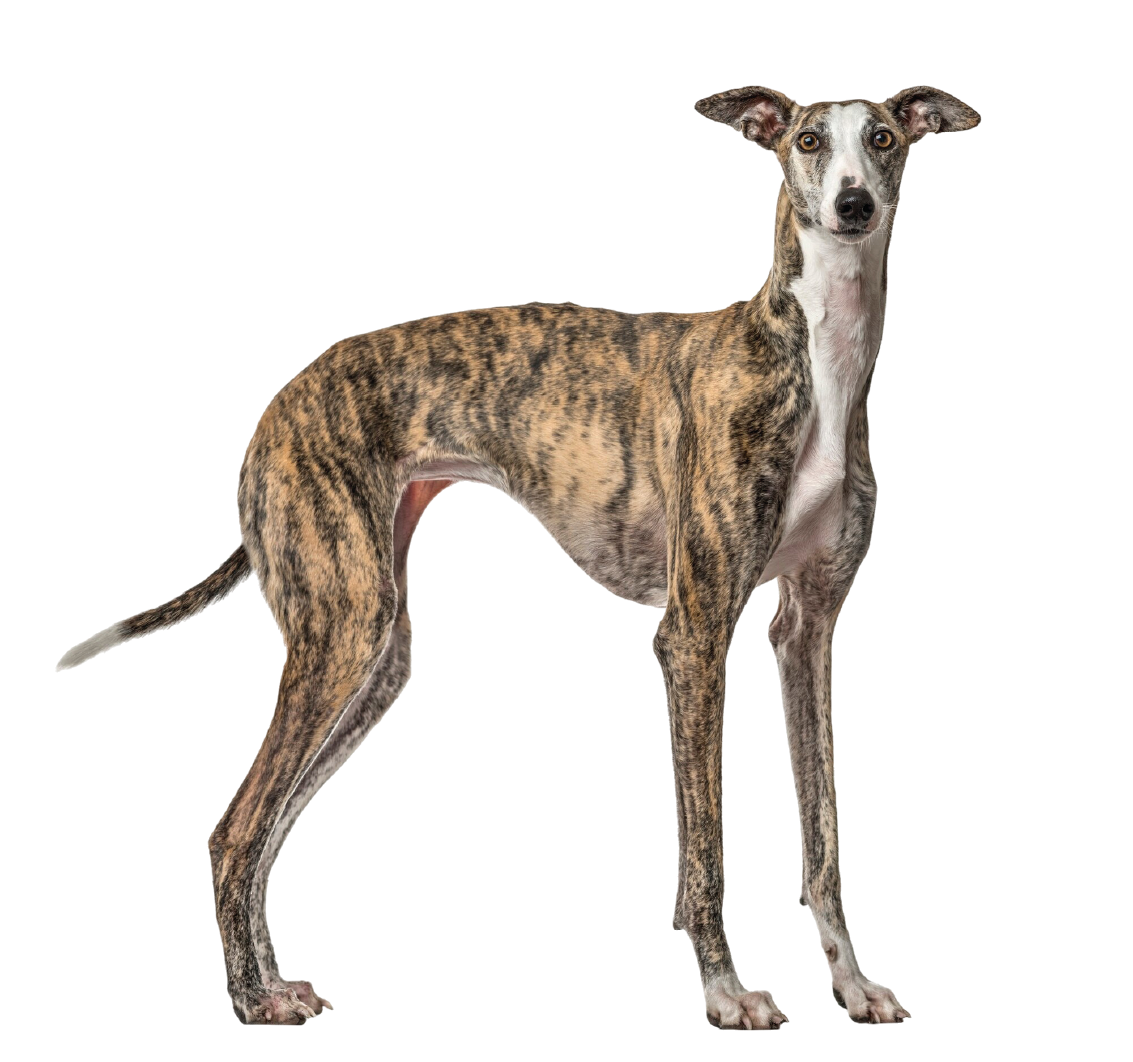 Greyhound