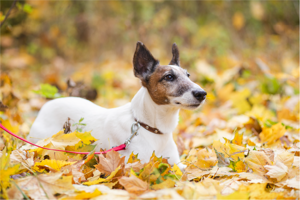 Jack Russell Terrier