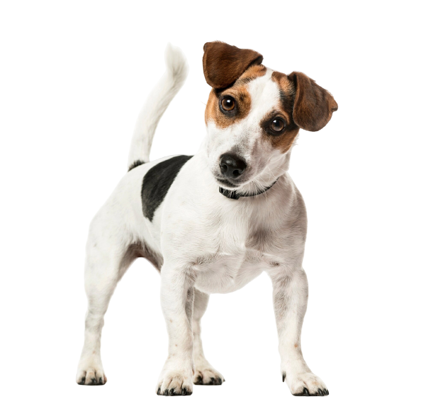 Jack Russell Terrier