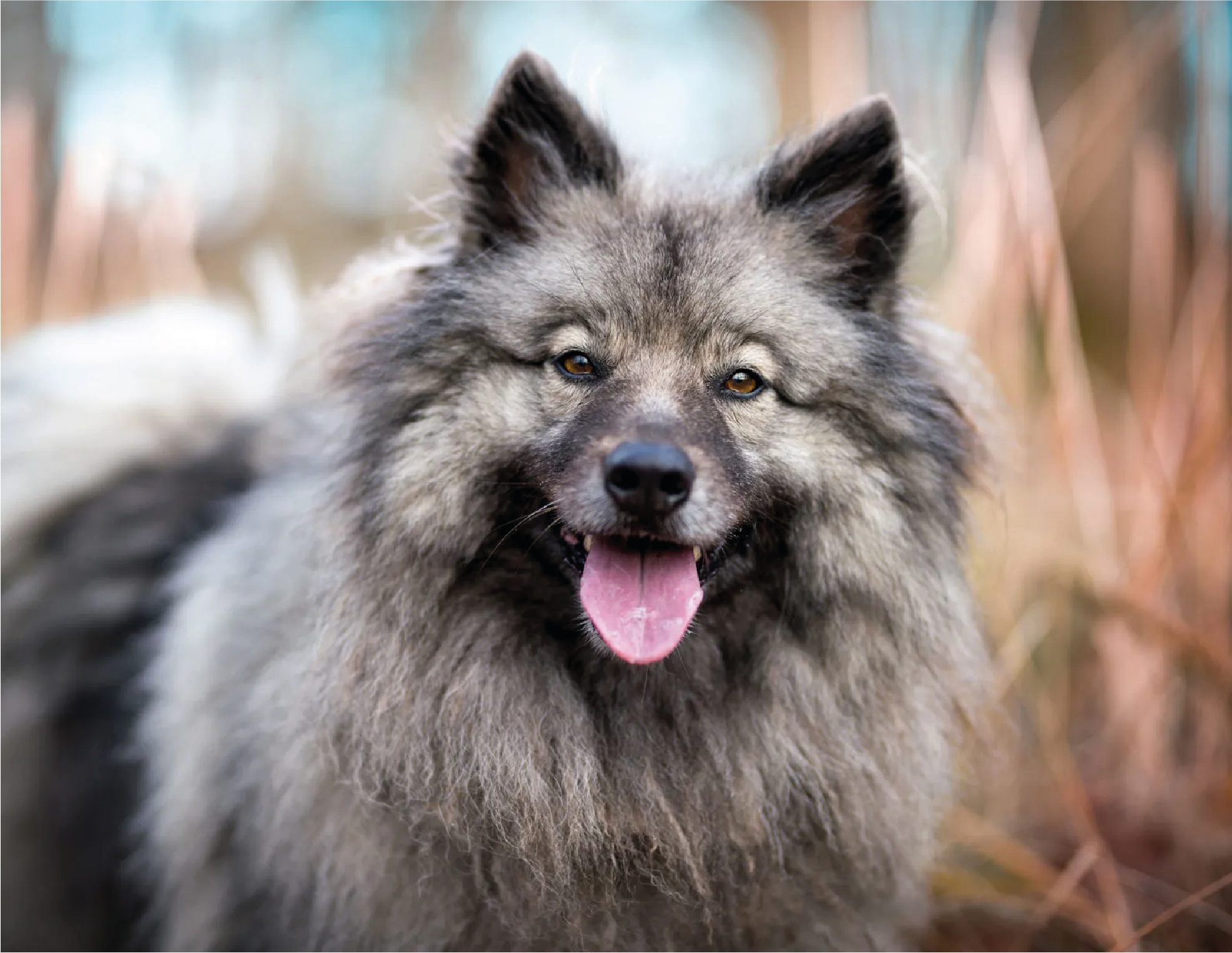 Keeshond