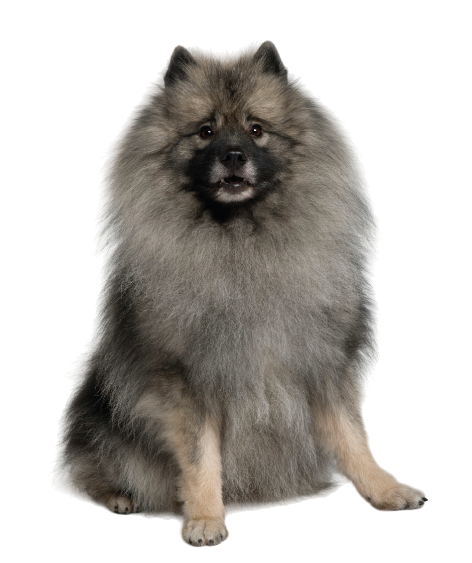 Keeshond