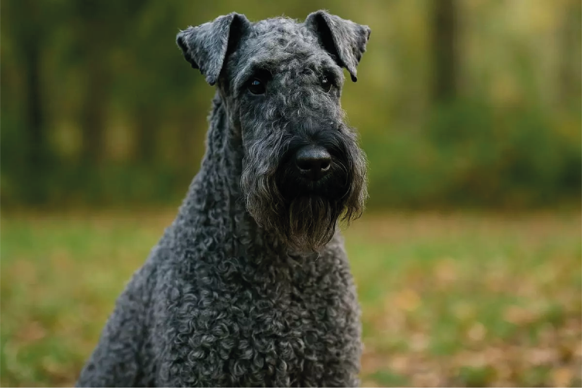 Kerry Blue Terrier