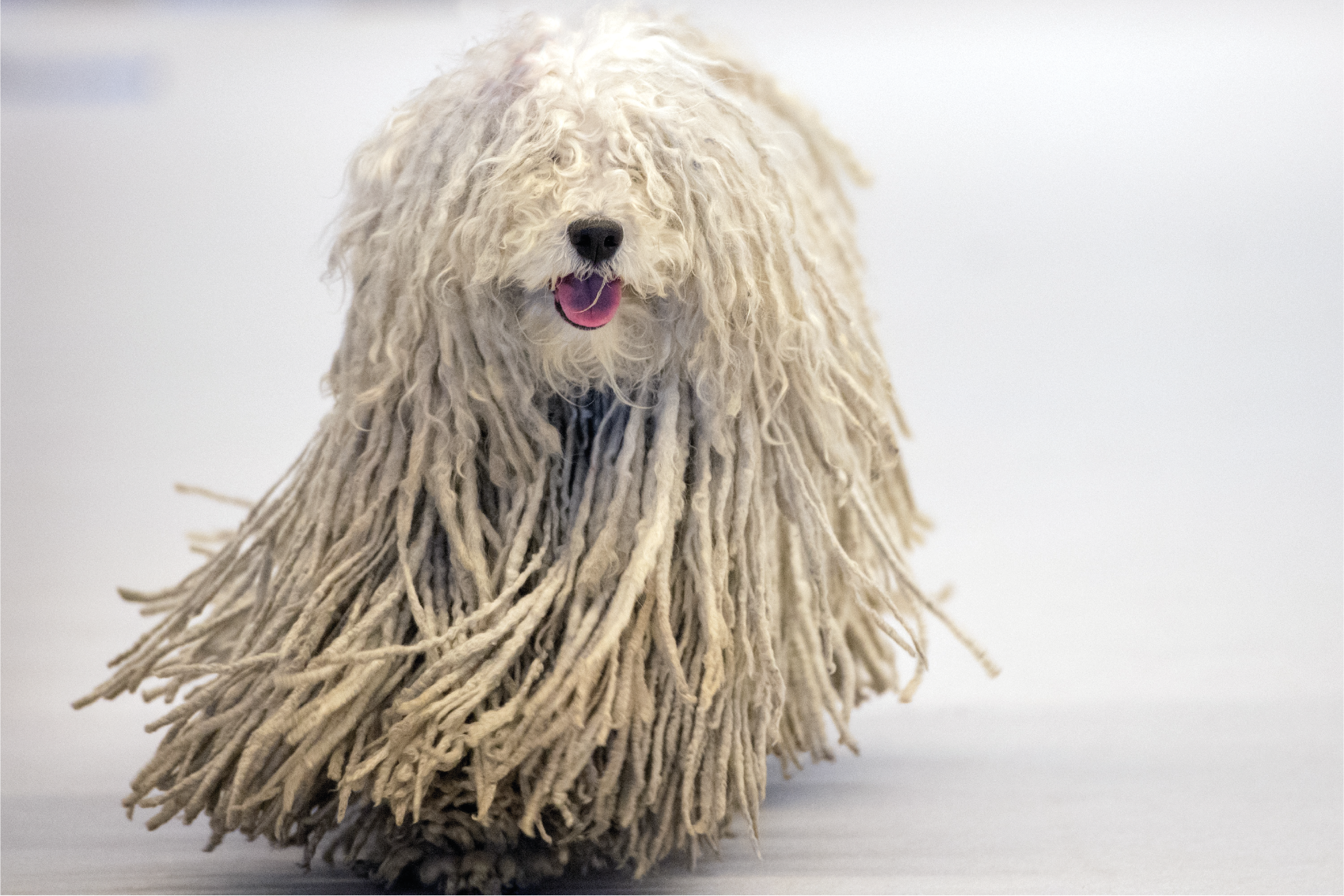 Komondor