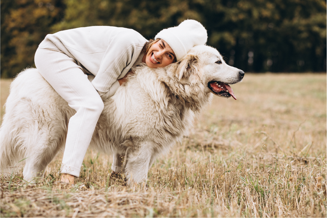 Kuvasz
