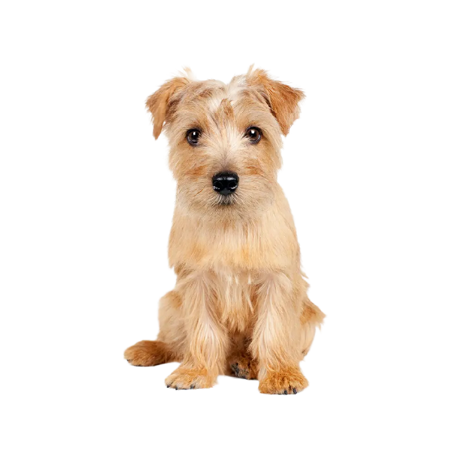 Norfolk Terrier
