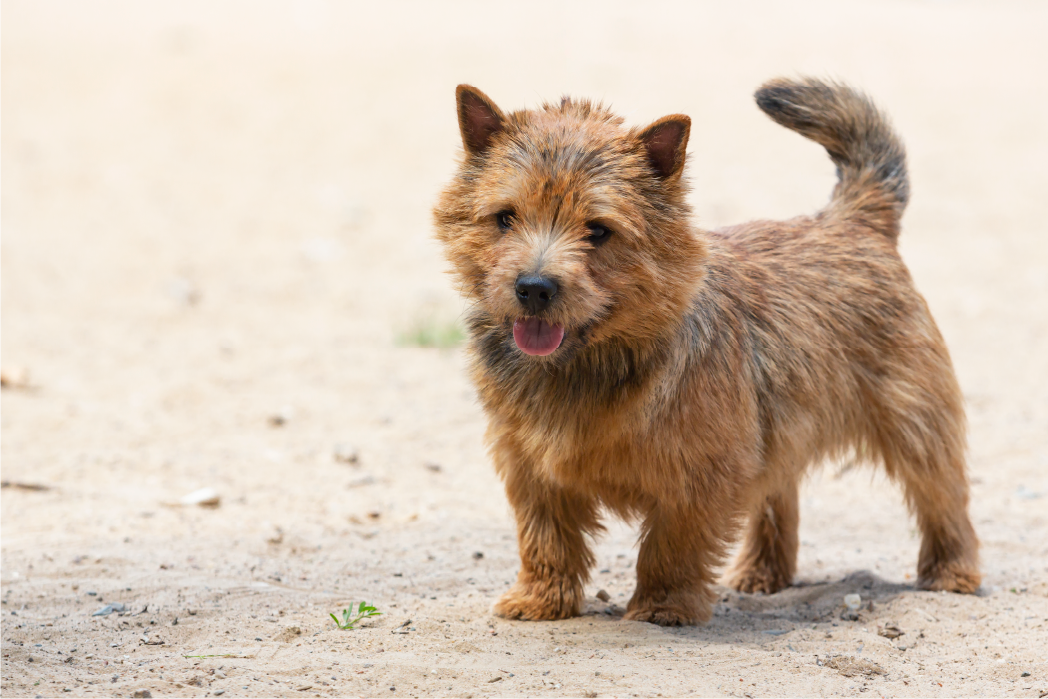 Norwich Terrier