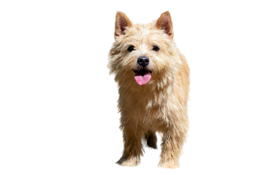 Norwich Terrier