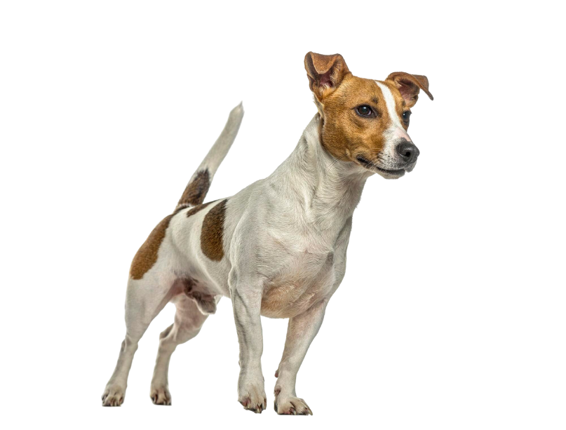 Parson Russell Terrier