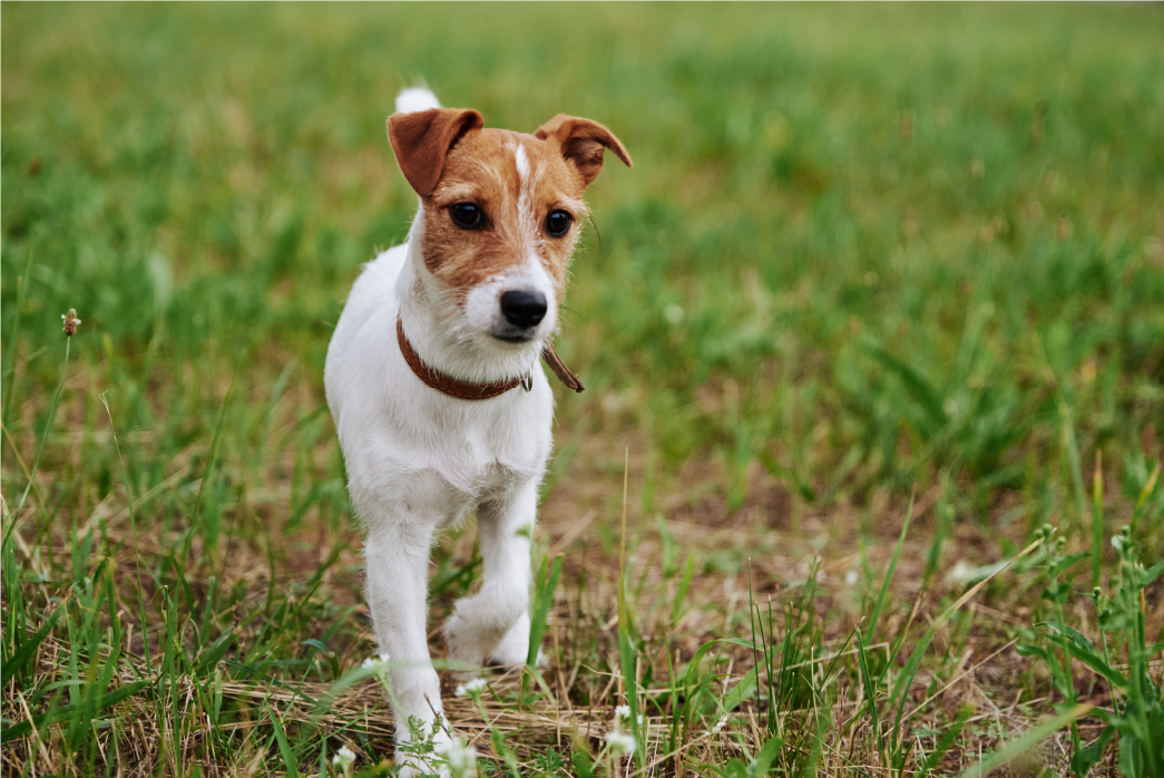 Parson Russell Terrier