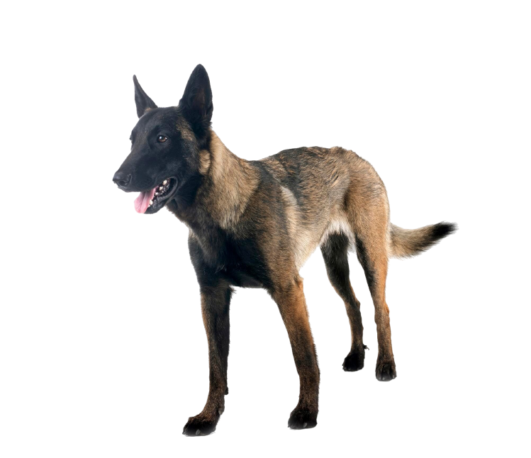 Pastor Belga Malinois