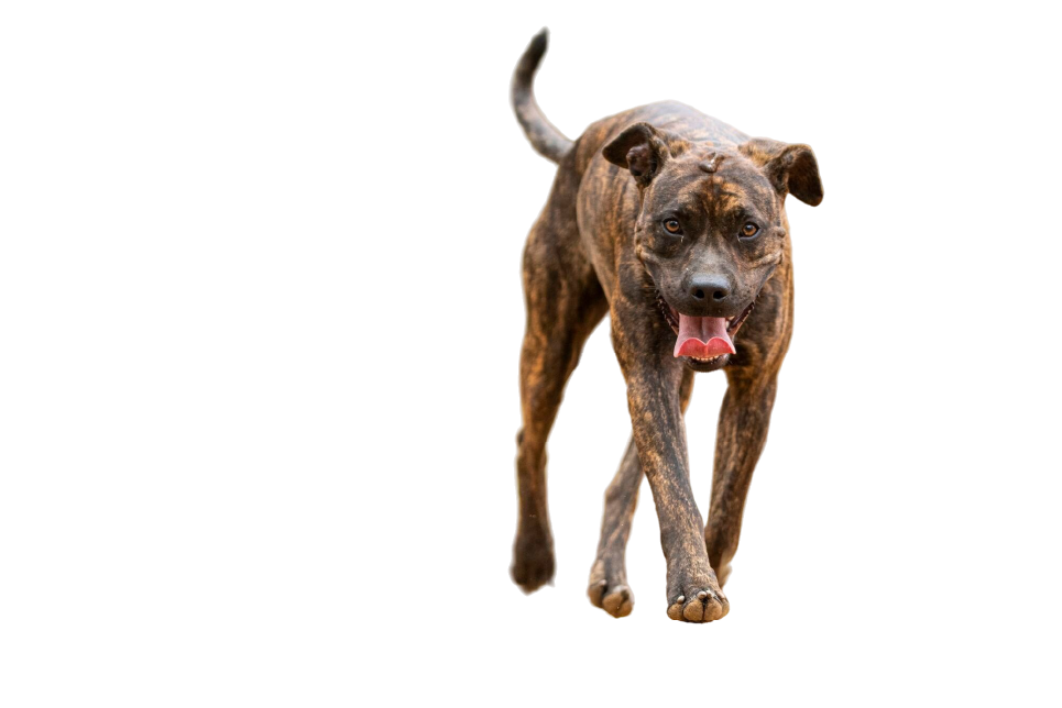 Plott Hound