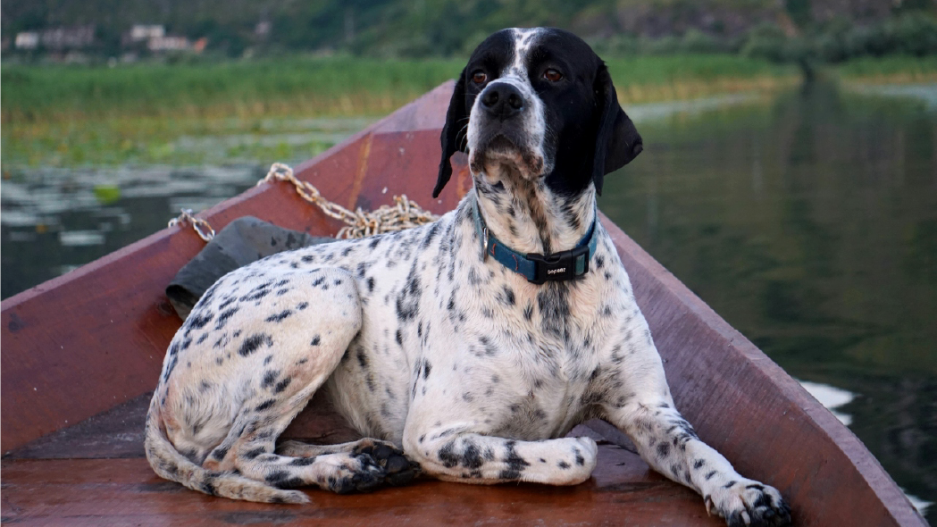 pointer ingles