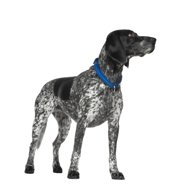 pointer ingles
