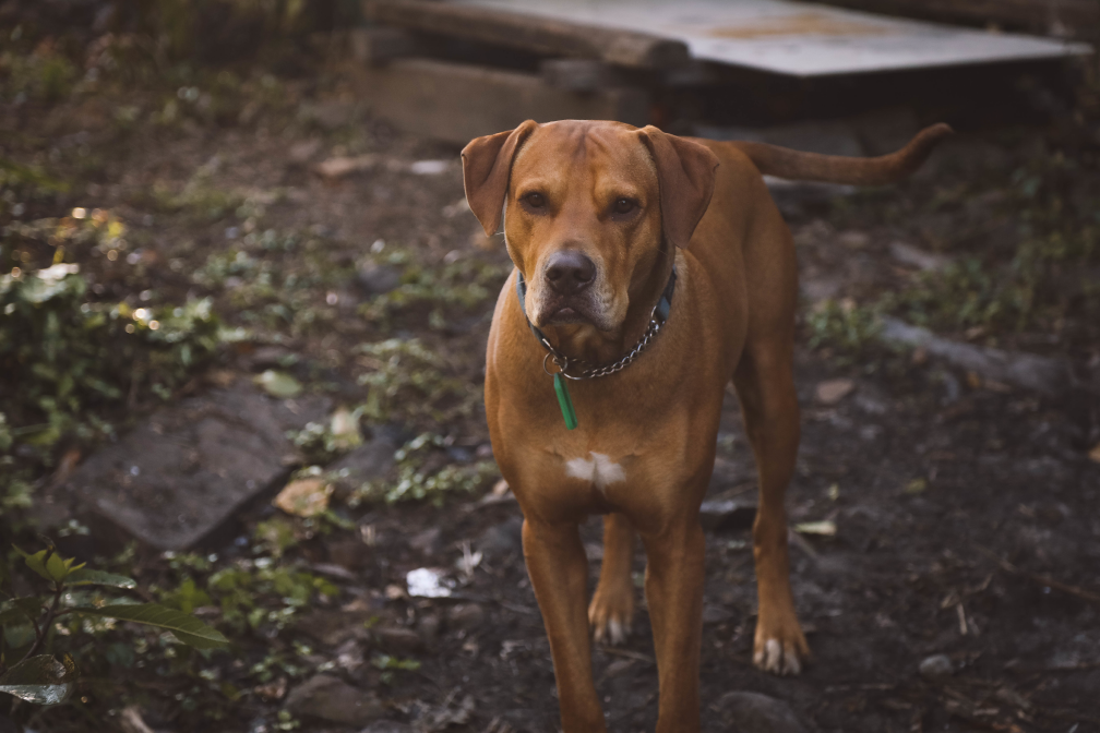 Rhodesian Ridgeback
