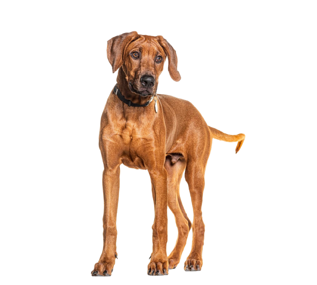 Rhodesian Ridgeback