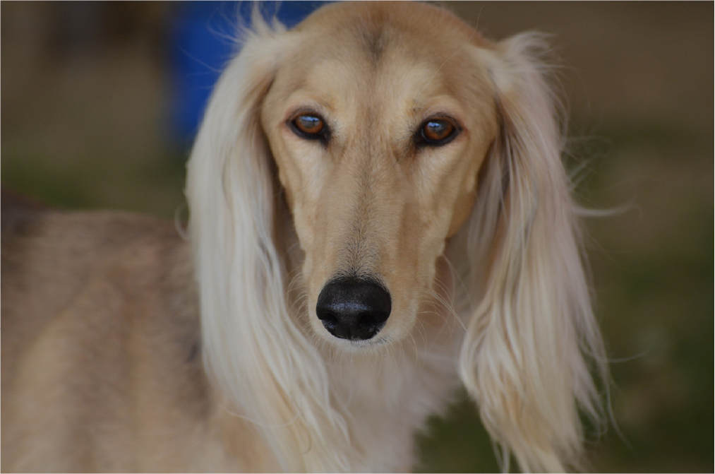 Saluki