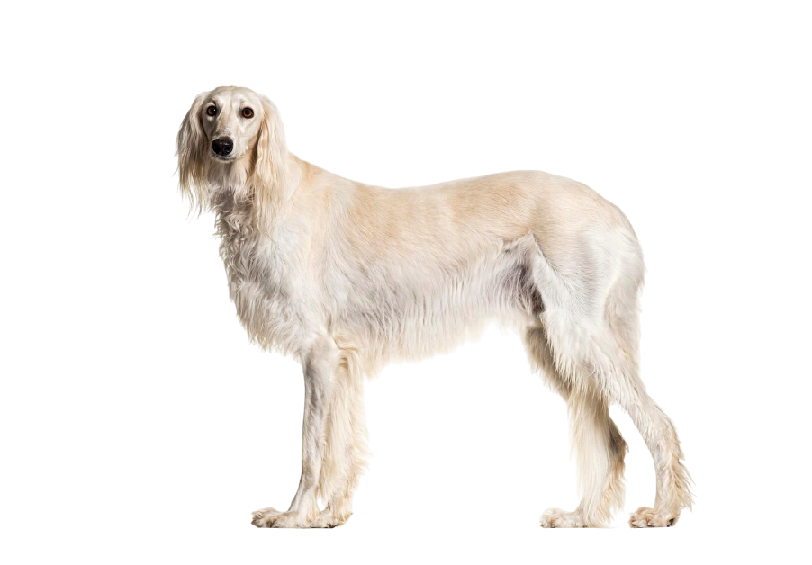Saluki