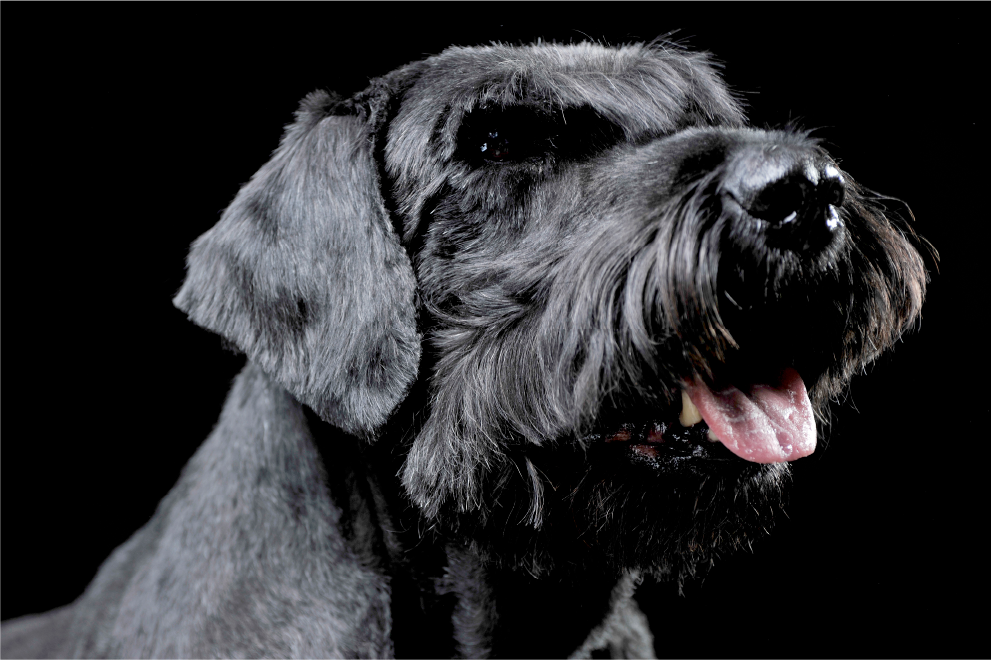 Schnauzer Gigante