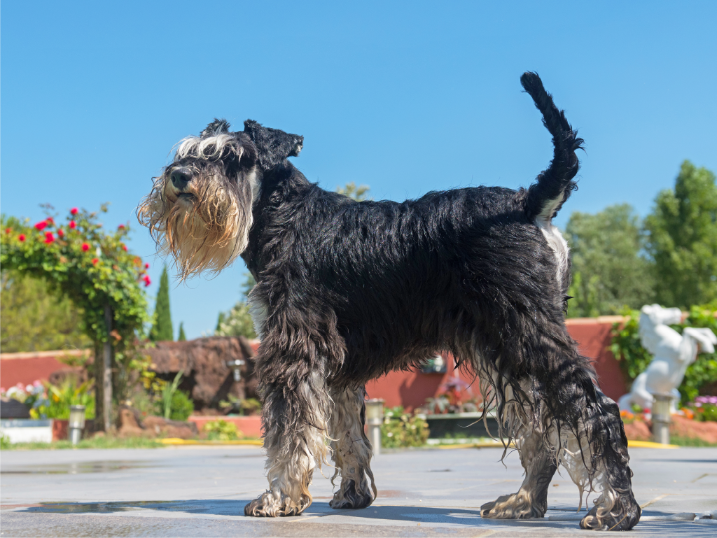 Schnauzer Gigante