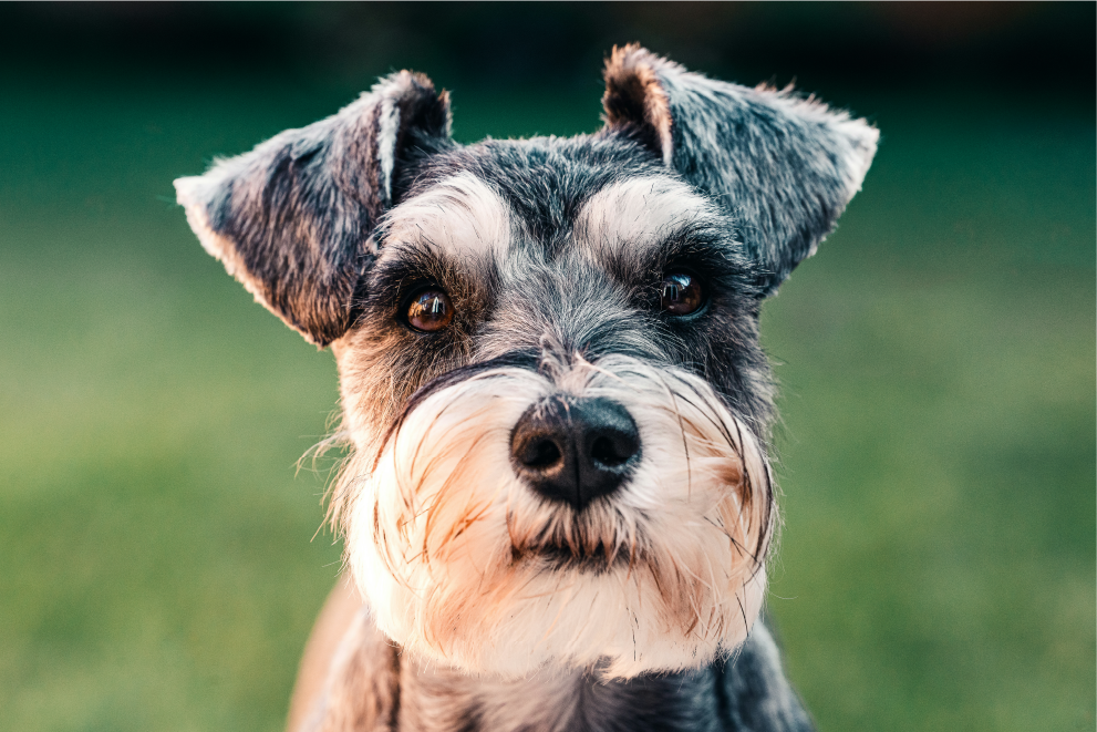 Schnauzer Miniatura
