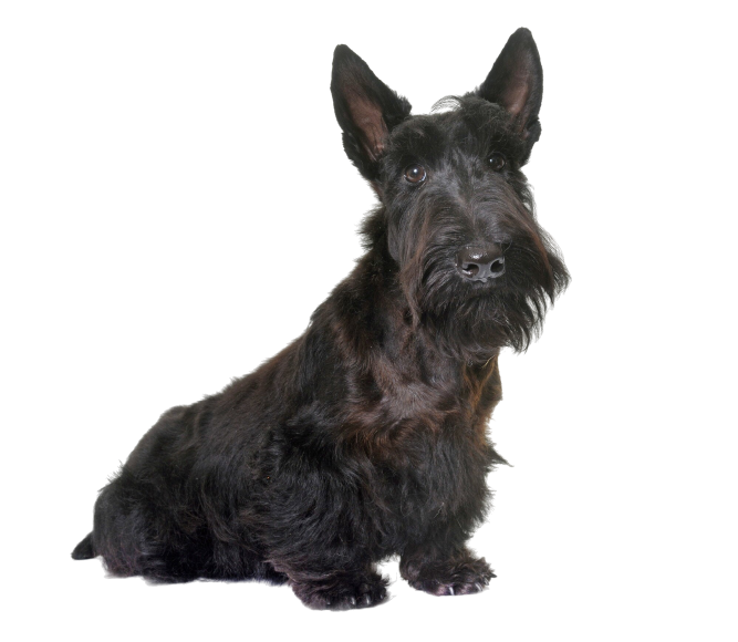 Scottish Terrier