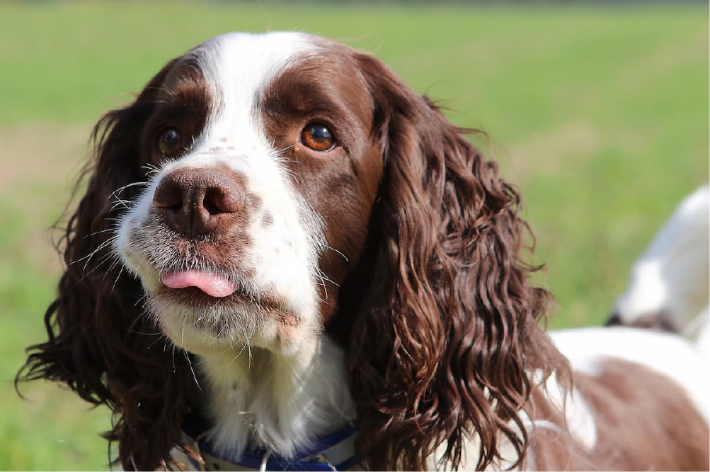 Springer Spaniel Inglês