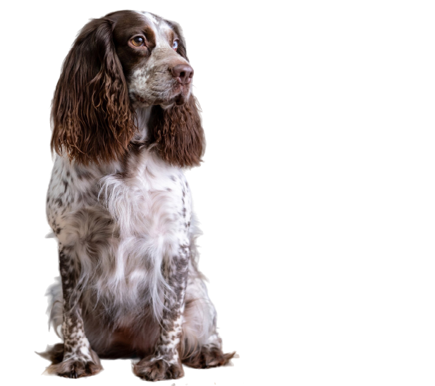 Springer Spaniel Inglês