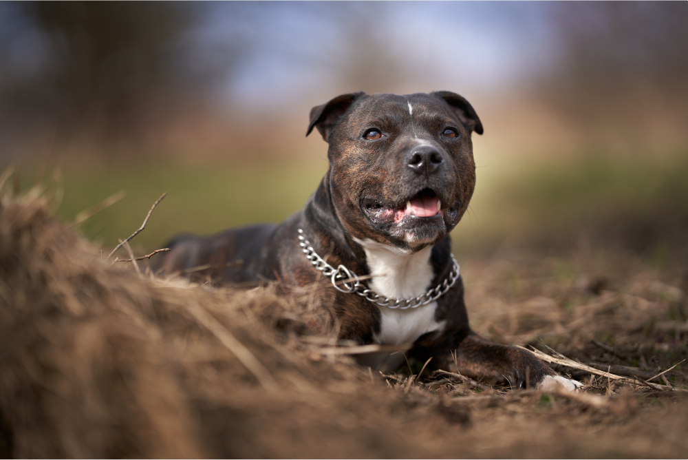 Staffordshire Bull Terrier