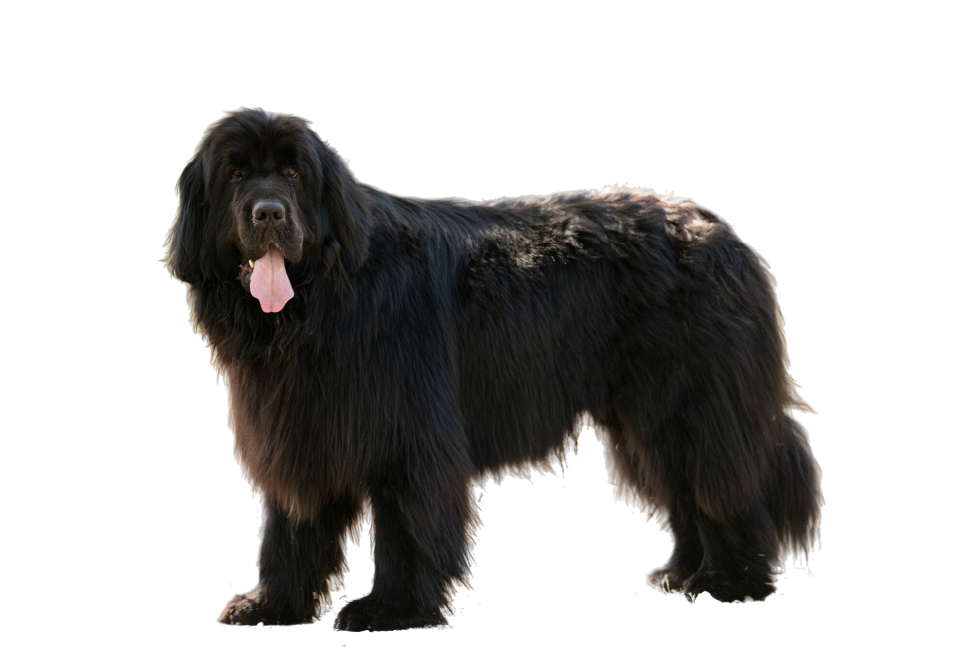 Newfoundland