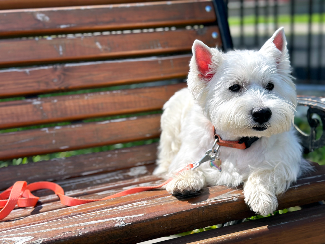 westie