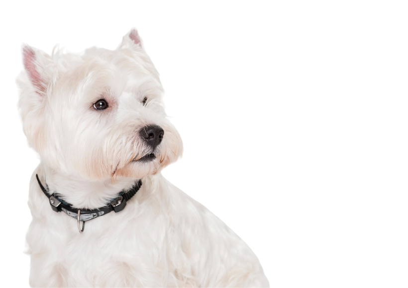 westie